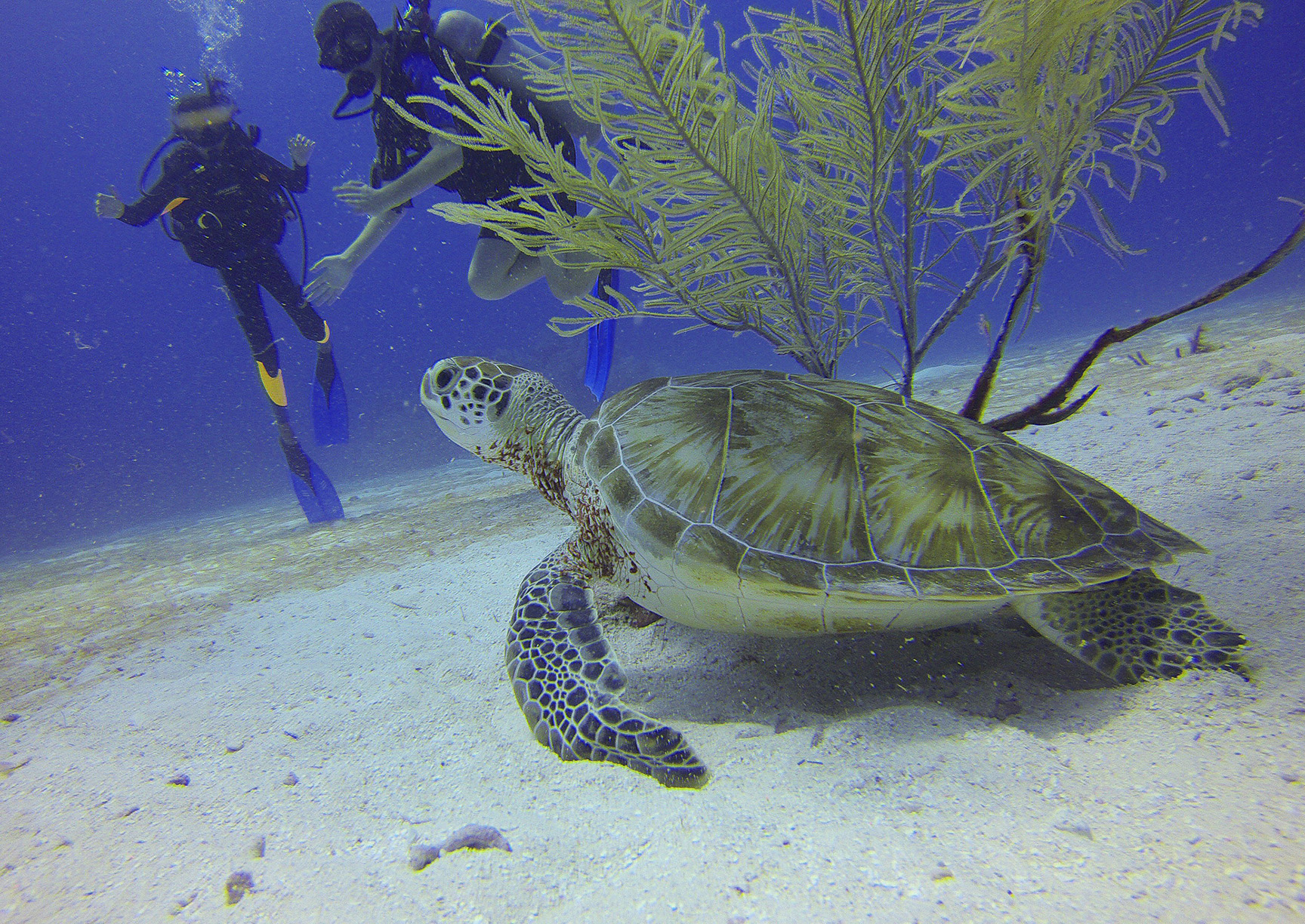 Turtle underwater with Divers